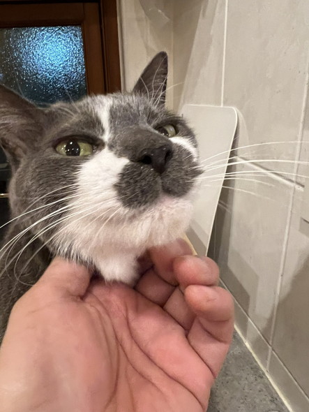 なでられる猫
