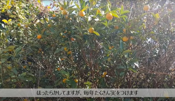 古民家になってる実