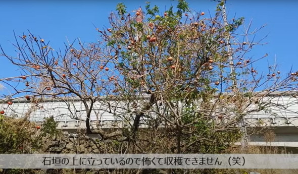 古民家になってる実