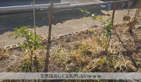 古民家になってる実