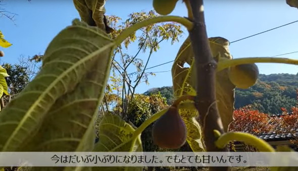 古民家になってる実