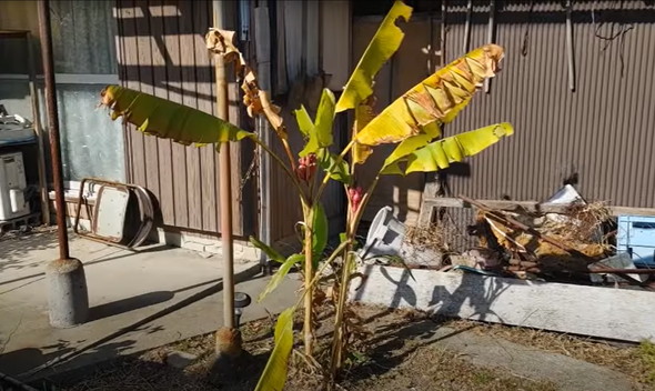 古民家になってる実