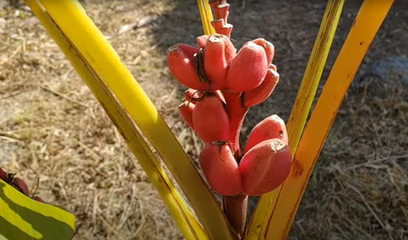 古民家になってる実