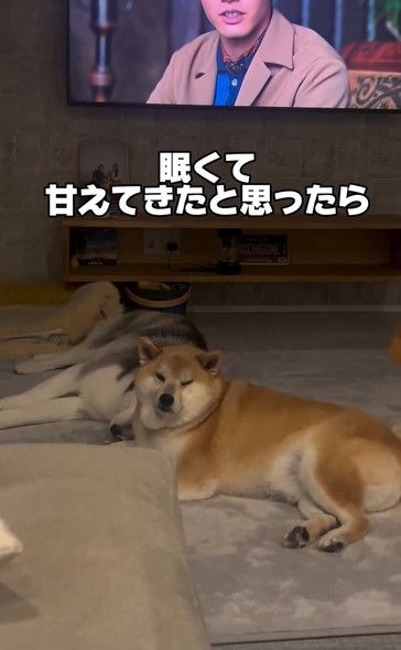 戯れるハスキーと柴犬