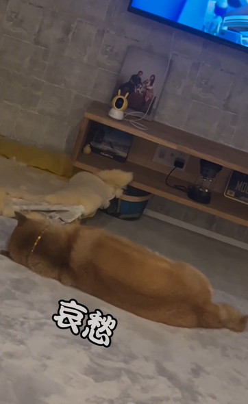 戯れるハスキーと柴犬