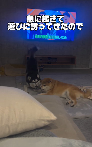 戯れるハスキーと柴犬