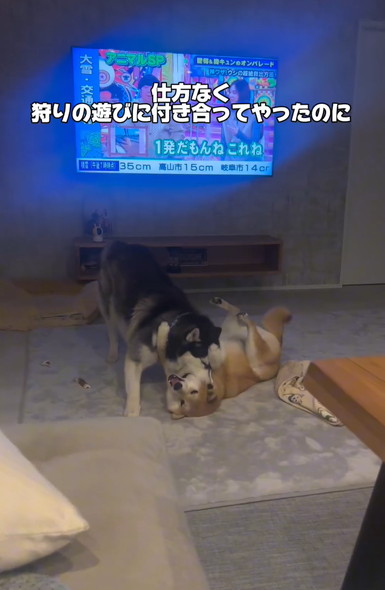 戯れるハスキーと柴犬