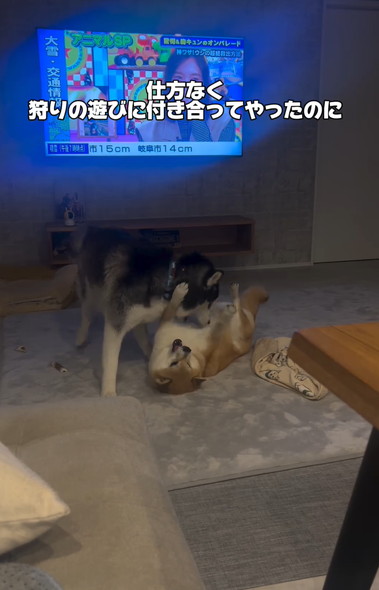 戯れるハスキーと柴犬