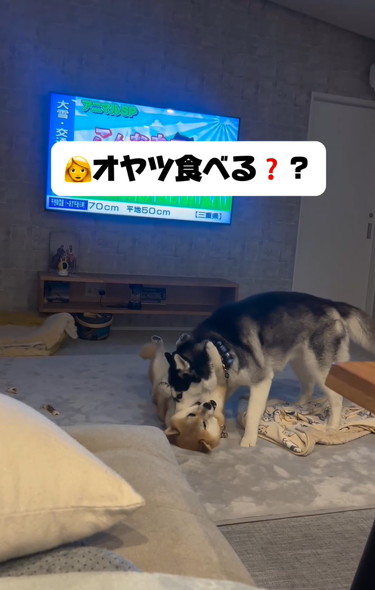 戯れるハスキーと柴犬