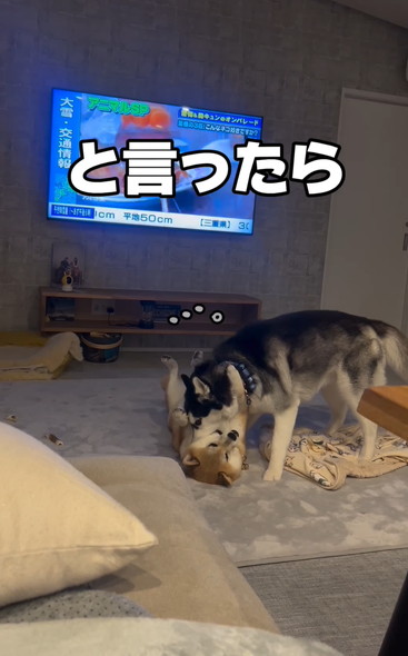 戯れるハスキーと柴犬