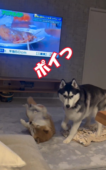 戯れるハスキーと柴犬