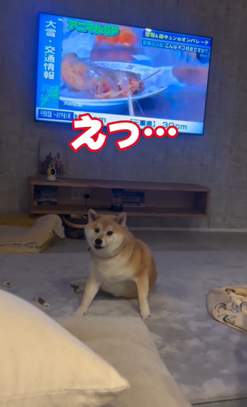 戯れるハスキーと柴犬