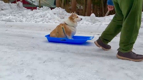ソリに乗せられた犬