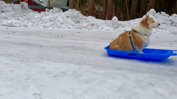ソリに乗った犬