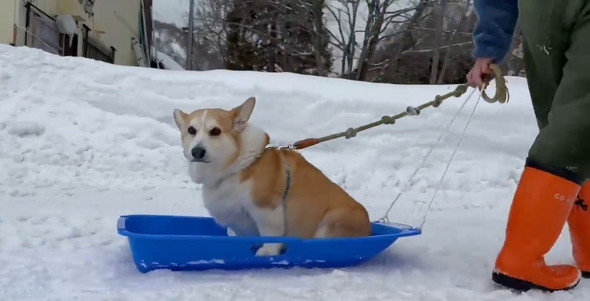 ソリに乗った犬