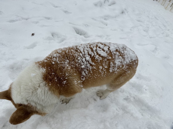 雪まみれの犬