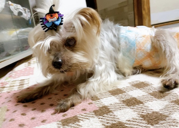 ヨークシャテリア