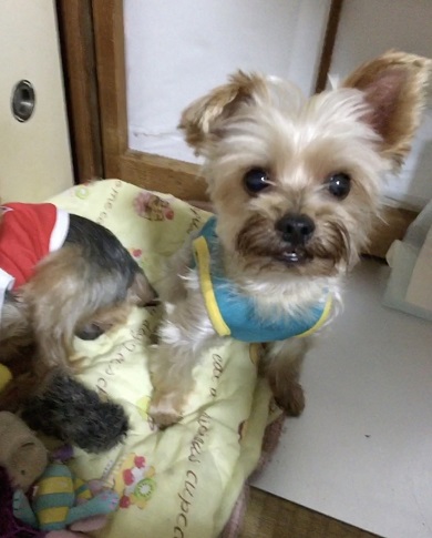 ヨークシャテリア