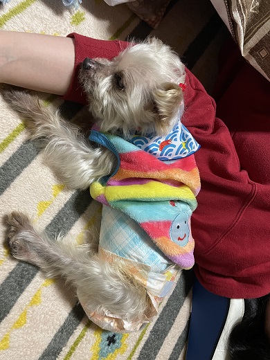 ヨークシャテリア