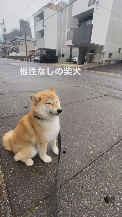 寝るよと言ったらねこ