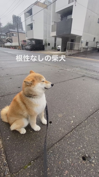 雪吹く中でたたずむ柴ワンコ