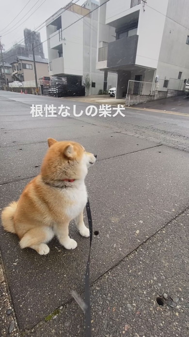 雪吹く中でたたずむ柴ワンコ