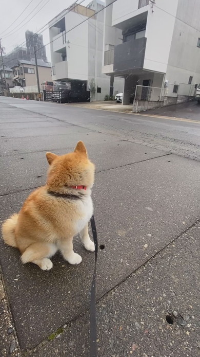 雪吹く中でたたずむ柴ワンコ