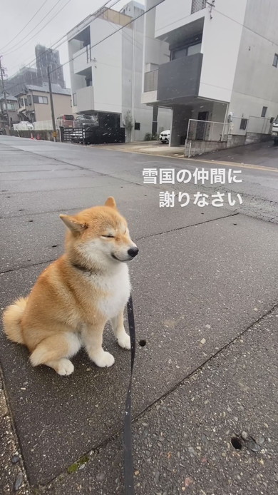 雪吹く中でたたずむ柴ワンコ