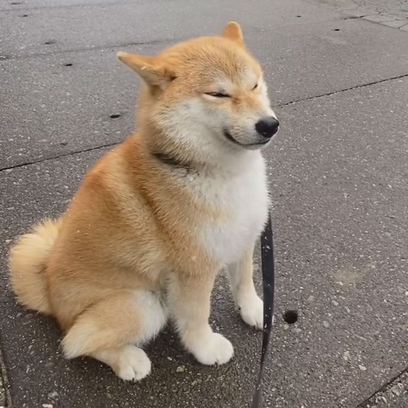 雪吹く中でたたずむ柴ワンコ