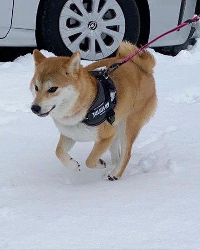 雪の中ではしゃぎワンコ