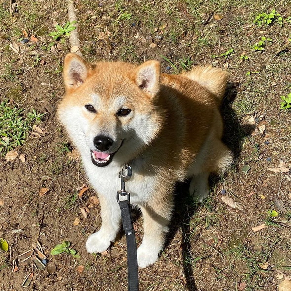 見上げて笑うワンコ