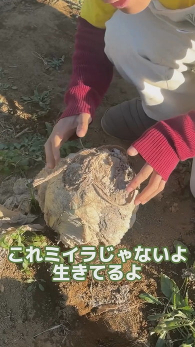 冬の畑にあるミイラのような白菜