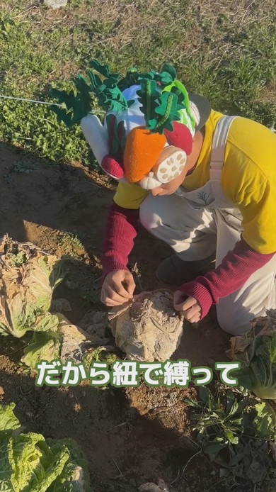 冬の畑にあるミイラのような白菜