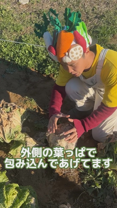 冬の畑にあるミイラのような白菜