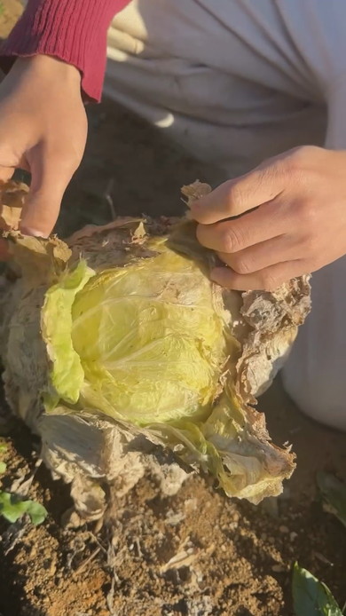 外側をめくると中から出てくるきれいな白菜