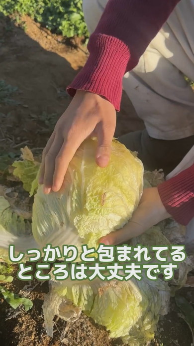 外側をめくると中から出てくるきれいな白菜