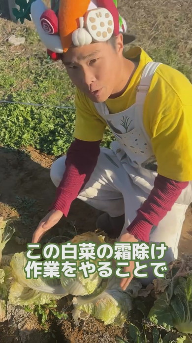 外側をめくると中から出てくるきれいな白菜