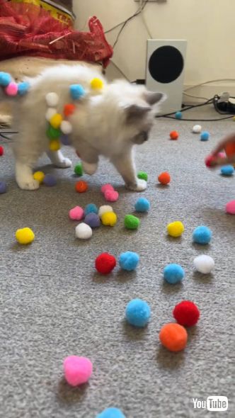 ポンポンで遊ぶ猫