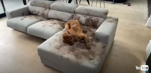 ソファを汚すワンコ