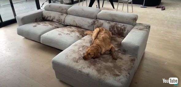 ソファを汚すワンコ