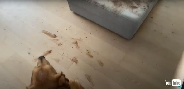 ソファを汚すワンコ