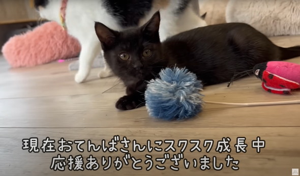 雨に打たれて瀕死だった黒猫ちゃん