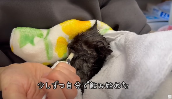 雨に打たれて瀕死だった黒猫ちゃん