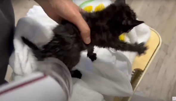 雨に打たれて瀕死だった黒猫ちゃん