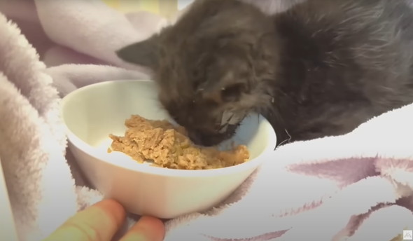 雨に打たれて瀕死だった黒猫ちゃん