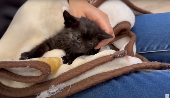 雨に打たれて瀕死だった黒猫ちゃん