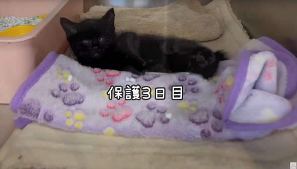 雨に打たれて瀕死だった黒猫ちゃん