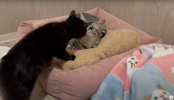 雨に打たれて瀕死だった黒猫ちゃん