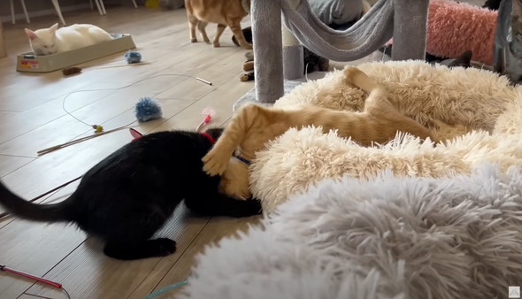 雨に打たれて瀕死だった黒猫ちゃん