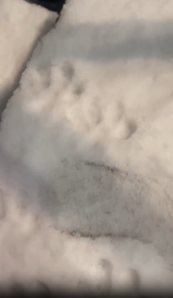 手で動物の足跡を作る